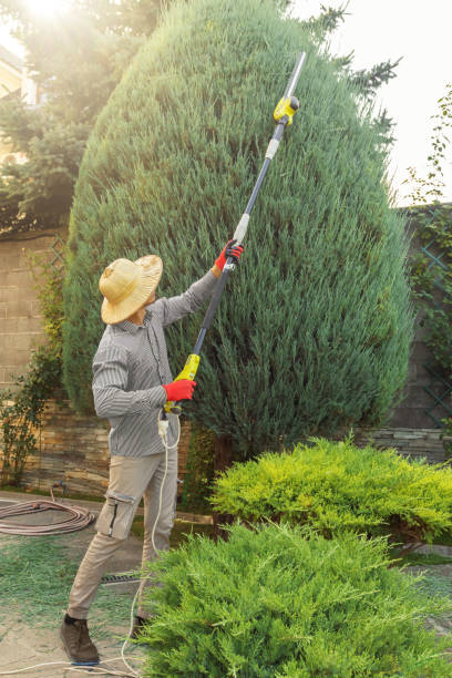 Best Tree and Shrub Care  in Milton, WI